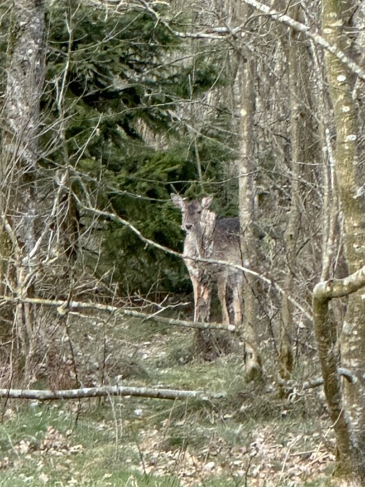 En hjort i en skog med lövträd och barrträd, omgiven av grenar och vissnade löv på marken.