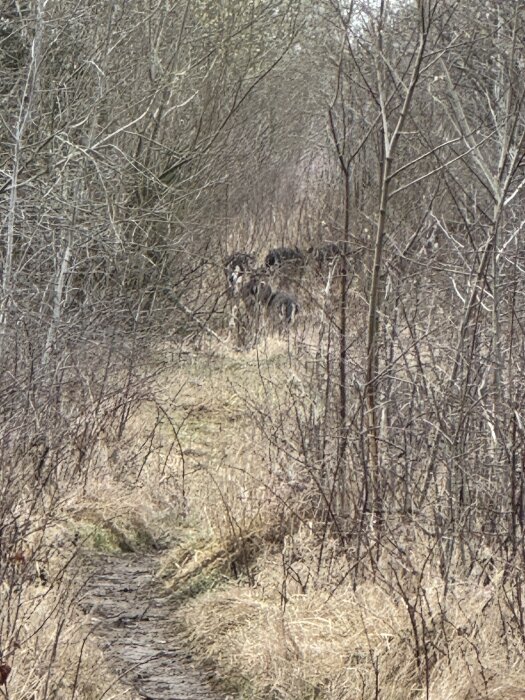 En skogsstig omgiven av kala träd med tre hundar som går längre bort på stigen.