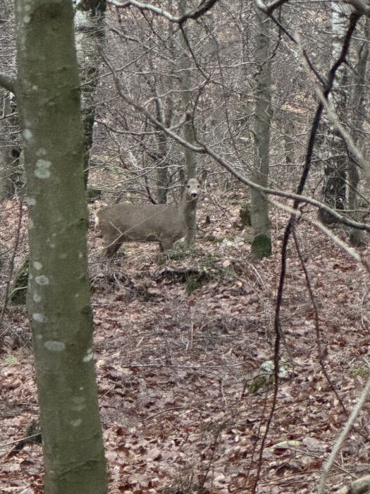 Ett rådjur står mitt i en skog med stammar och grenar omkring. Bakgrunden är fylld av gråbruna löv och kala träd.