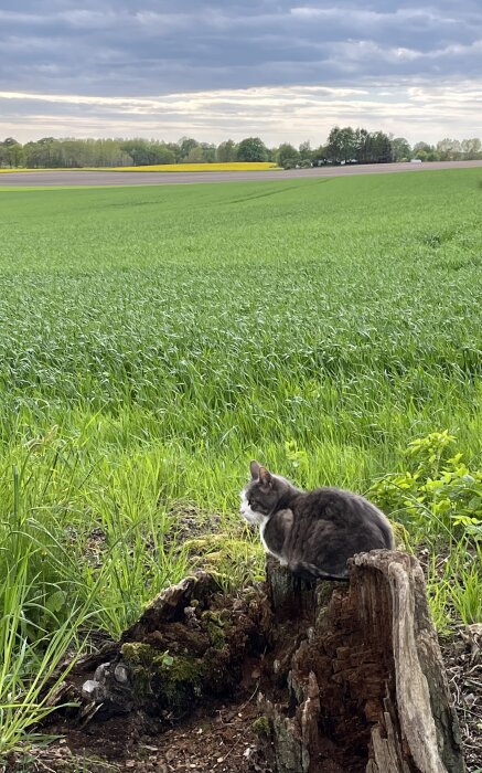 Katt sitter på en gammal trästubbe med en stor grön åker och träd i bakgrunden.