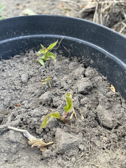 Små växter som växer ur jord i en kruka, med gröna blad på toppen.