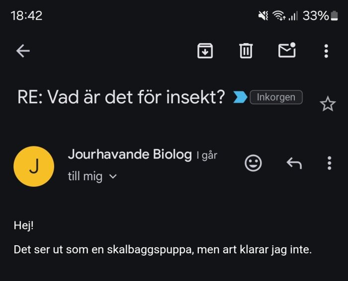 Skärmbild av ett e-postsvar från en biolog som bekräftar att bilden föreställer en skalbaggspuppa, men kan inte identifiera arten.