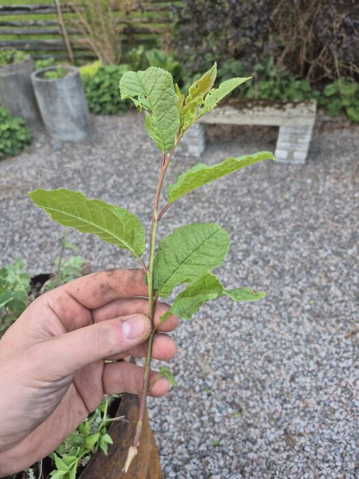 Hand som håller ett växtskott med gröna blad, utomhus med grusig bakgrund och växtlighet i bakgrunden.