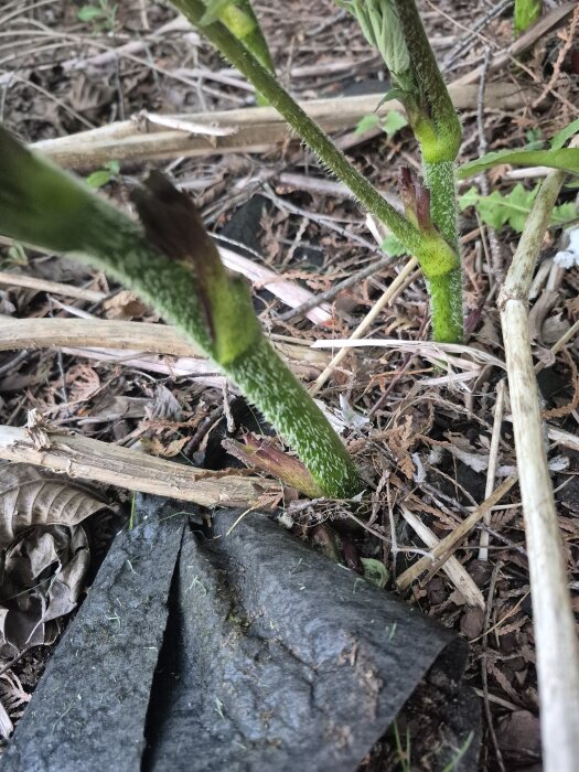Växter med gröna stjälkar, omgivna av torrt lövverk på marken i en trädgårdsmiljö.