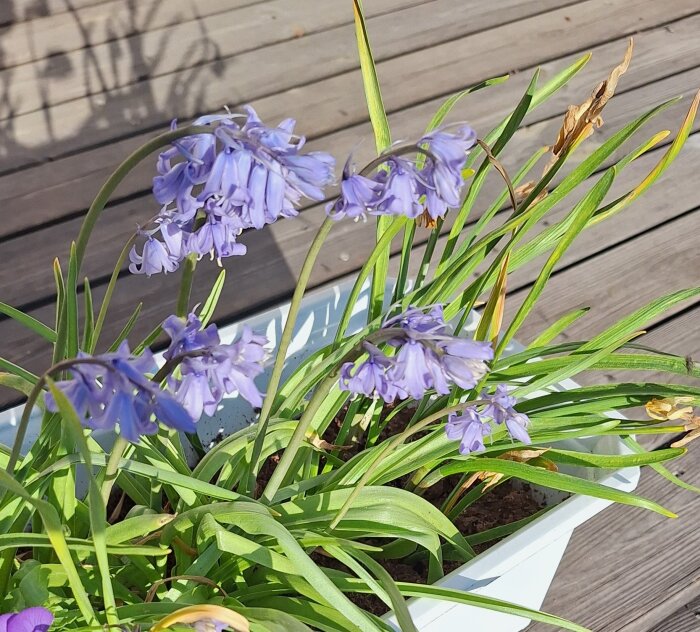 Blå och vit klockhyacint i kruka, solbelyst på träterrass.