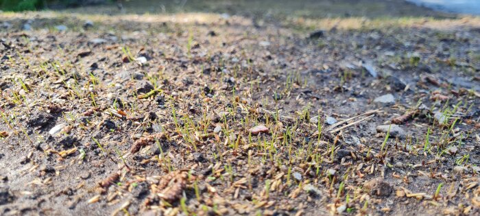 Gröna grässtrån spirar från jorden, börjar växa i en nyanlagd gräsmatta.