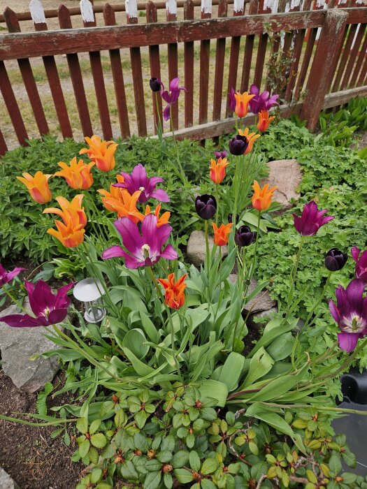 Flerfärgade tulpaner växer i en trädgård vid ett trästaket, omgivna av gröna blad och små stenar.