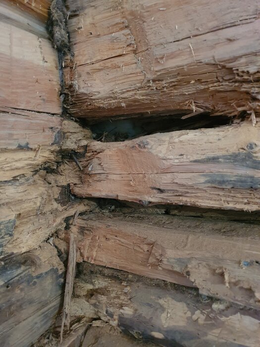 Skadat timmer i hörn av ett hus, med tydliga tecken på angrepp och slitage, där skadat material har avlägsnats.