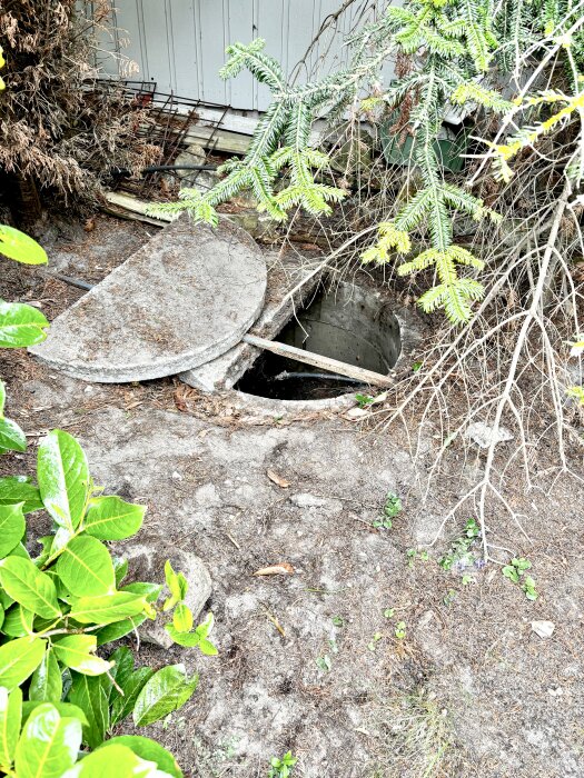 Betonglock delvis öppet, avslöjar mörkt, runt hål i marken omgivet av grenar och vissnande växtlighet, nära husfasad.