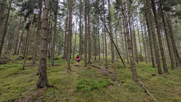 En person med ryggsäck vandrar i en tät granskog med mossig mark och höga träd en molnig dag.