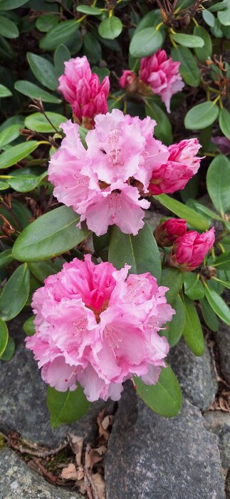 Rhododendronbuske med ljusrosa blommor och gröna blad, med stenar och torra löv i bakgrunden.