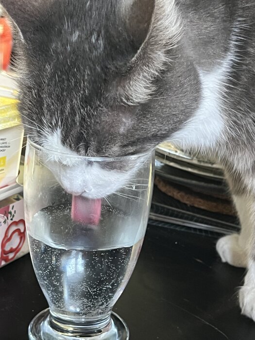 Katt dricker vatten ur ett glas, sträcker ut tungan och sänker huvudet, med bakgrund av en köksmiljö.