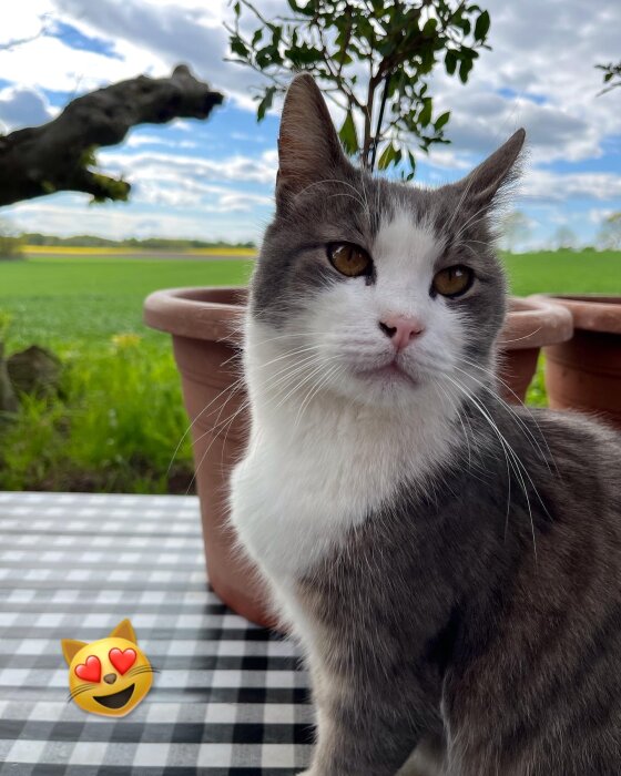 En grå och vit katt sitter på ett rutigt bord framför en grön bakgrund med krukväxter och blå himmel.