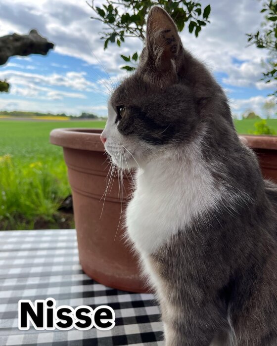 En grå och vit katt sitter på ett rutigt bord bredvid en blomkruka, med grönt fält och moln i bakgrunden. Text "Nisse" syns i bilden.