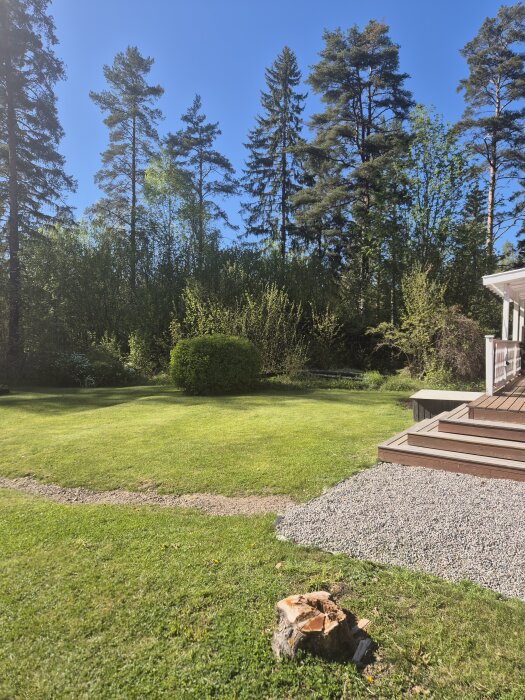 Trädgård med kortklippt gräs, trädstam i förgrunden och flera höga träd i bakgrunden bredvid ett trädeck.