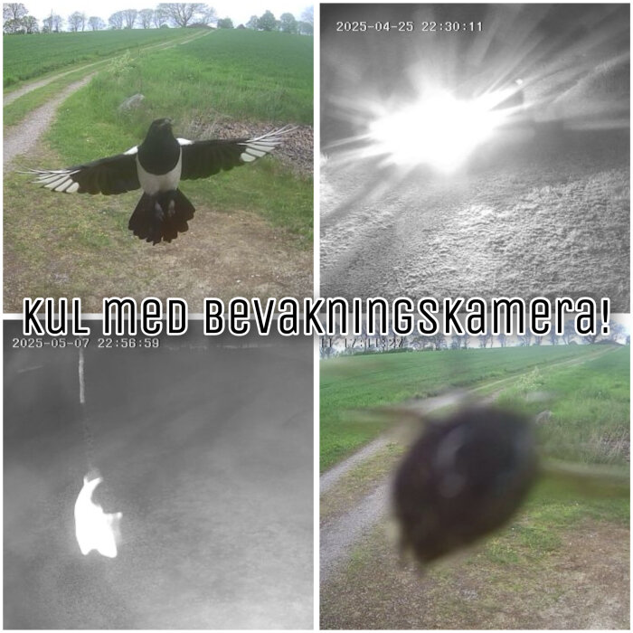 Fyra bilder tagna av en övervakningskamera: en fågel lyfter, ett starkt ljussken, något oskarpt, och en oidentifierbar form i mörker.