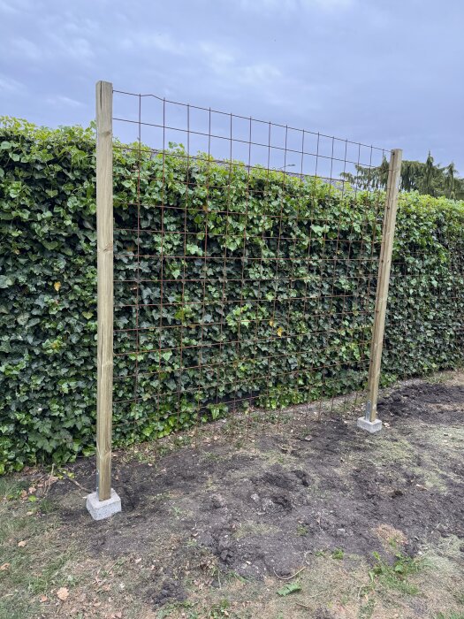 Trädgårdsodling med höga träpålar och armeringsnät för tomatstöd, omgiven av en tät häck.