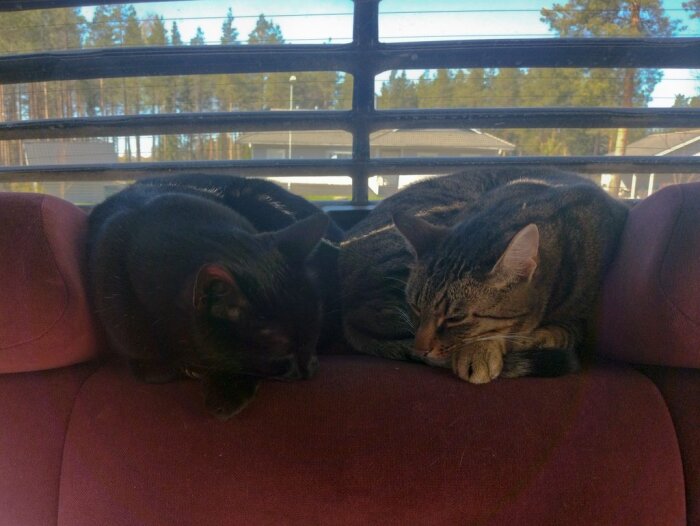 Två katter sover på bilens baksäte.