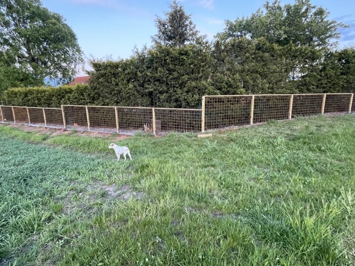 Hund undersöker nybyggt staket i trädgård, omgiven av grön gräsmatta och buskar, under klarblå himmel.