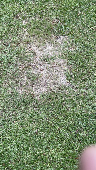 Gräs på green med en sandfylld grop, omgiven av spirande gräs och ett finger synligt i hörnet av bilden.