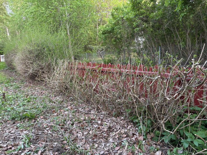 Nedklippt ligusterhäck vid en röd trästaket i trädgårdsmiljö, omgiven av grönska och nedfallna löv.