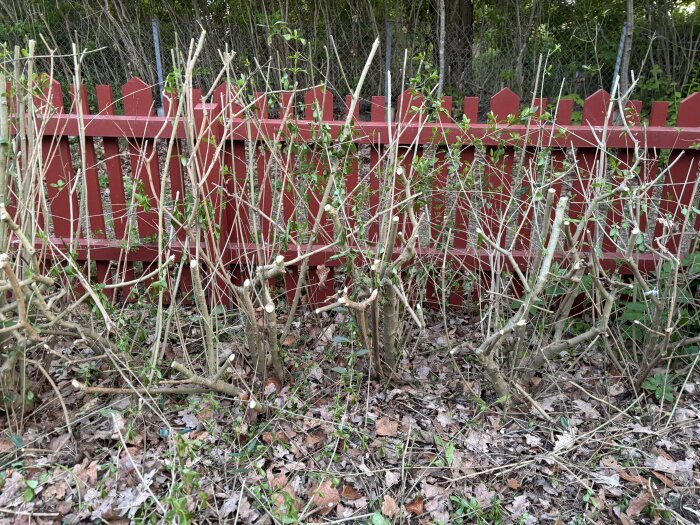Nedklippt ligusterhäck vid ett rött staket, grenar utan löv och några spår av gröna skott på mark täckt av löv.