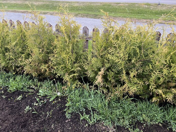 Thuja Brabant-häck med gulnande blad och oregelbunden tillväxt, planterad framför ett staket på en gräsmatta.