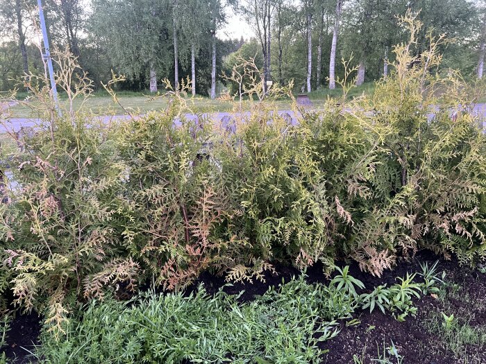 Planterad häck av thuja Brabant med gulnande blad, omgiven av grönska och träd i bakgrunden, fotograferad utomhus.