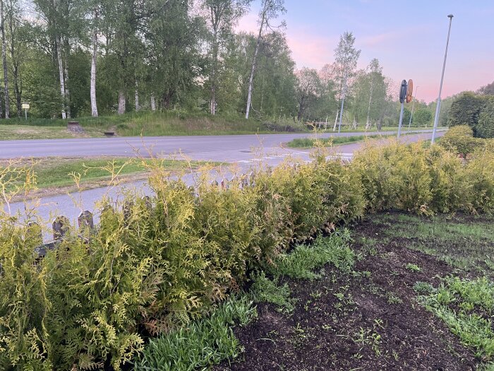 Thujor Brabant häck planterad bredvid en väg, grönska och jord syns i förgrunden, med några glesa och torra grenar.