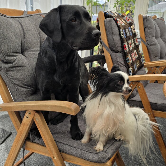 Svart och vit hund sitter tillsammans på en grå stol inomhus.