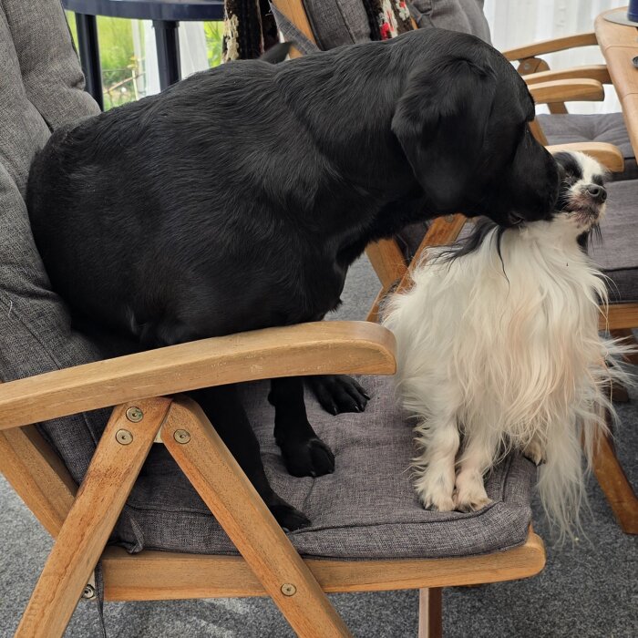 Hundar på trästolar, en svart hund sniffar en liten, vit och svart hund.