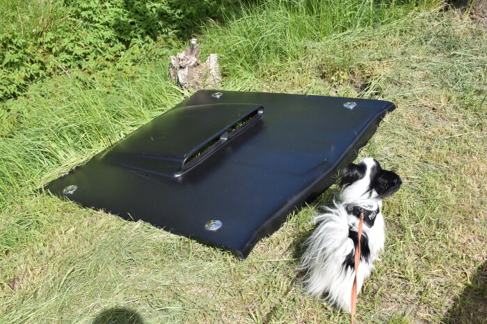 En liten svartvit hund vid en svart bilhuv på gräsmatta.