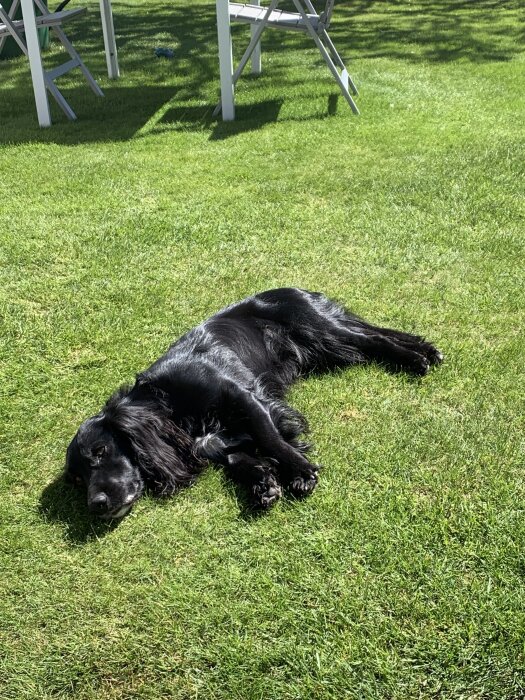 Svart hund ligger avslappnat på en grön gräsmatta i solen.