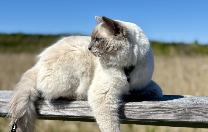 Ljus katt ligger på ett staket med blå himmel i bakgrunden.