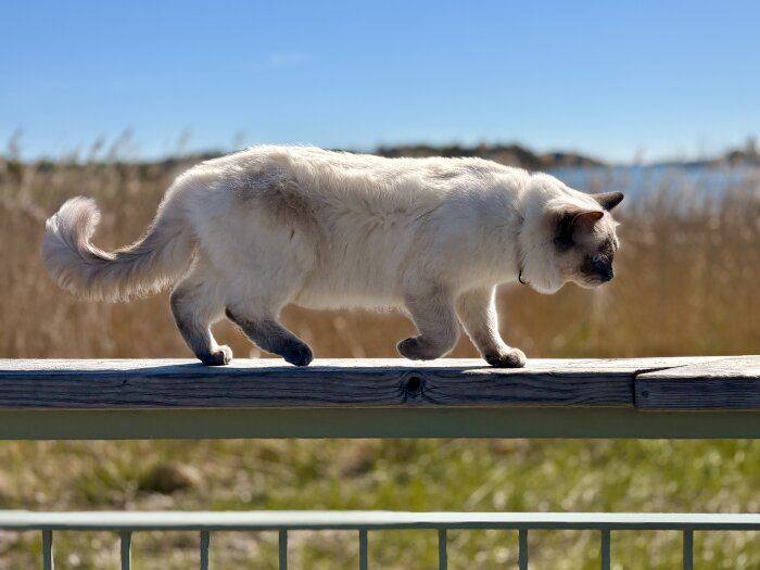 En katt promenerar på ett staket utomhus, med natur och himmel i bakgrunden.