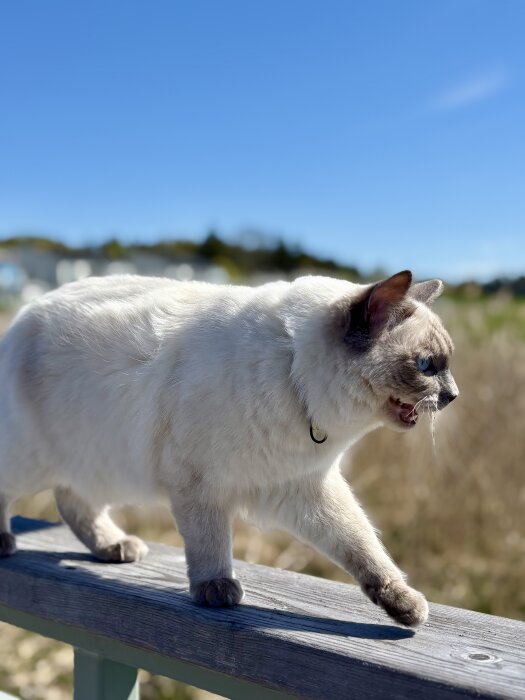 Katt promenerar på ett trästaket under en klarblå himmel.
