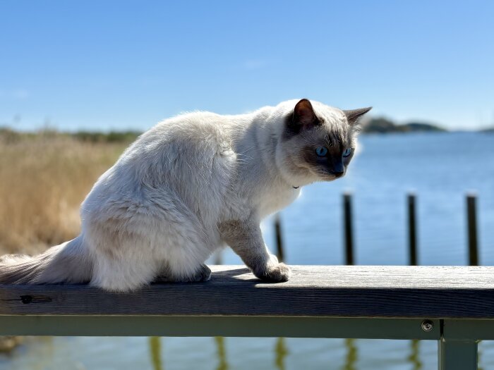 Katt med blå ögon sitter på ett räcke vid en sjö, solig dag.