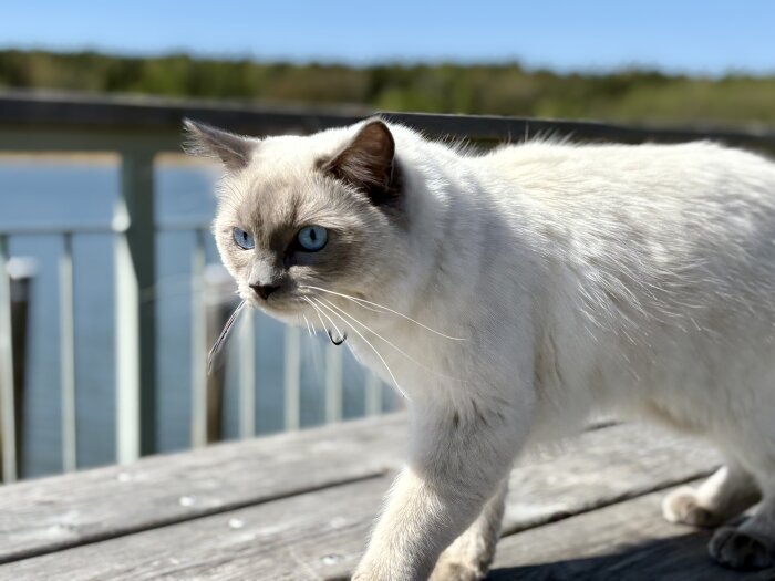 Vit katt med blå ögon promenerar ute på en träbrygga, sjö och gröna träd syns i bakgrunden.