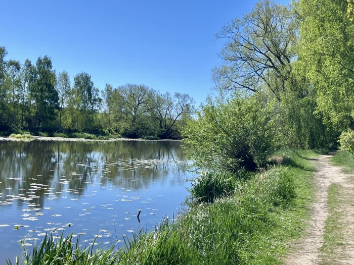 En solig dag vid en lugn sjö med näckrosor, omgiven av gröna träd och buskar. En stig löper längs vattnet under en klarblå himmel.