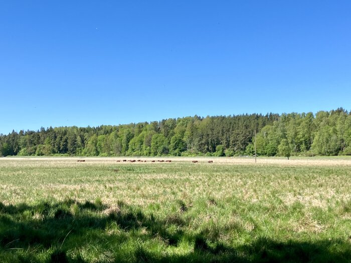 Grön äng med kor betandes i fjärran, omgiven av skog och en klarblå himmel.
