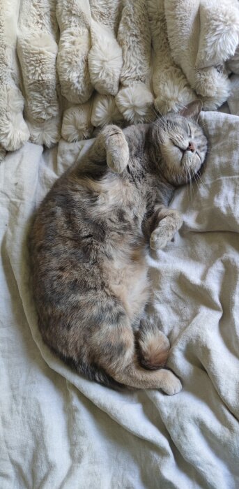 Sovande katt på en filt i skuggan, med pälsen uppfluffad och tassarna uppåt.