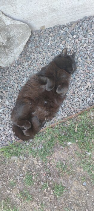 Svart katt ligger sovande på rygg i skuggan på en grusgång intill en husvägg.