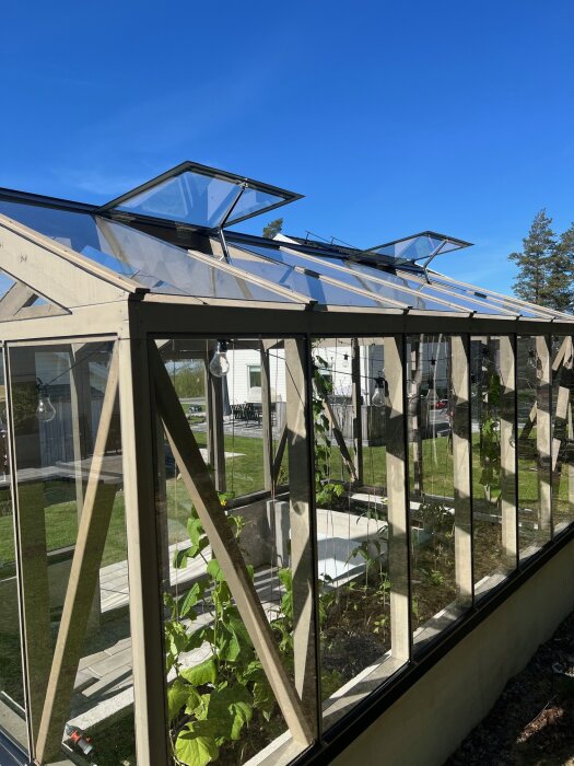 Växthus med glasväggar och öppna takfönster. Konstruktionen har träram och plantering inuti, syns i soligt väder med blå himmel i bakgrunden.
