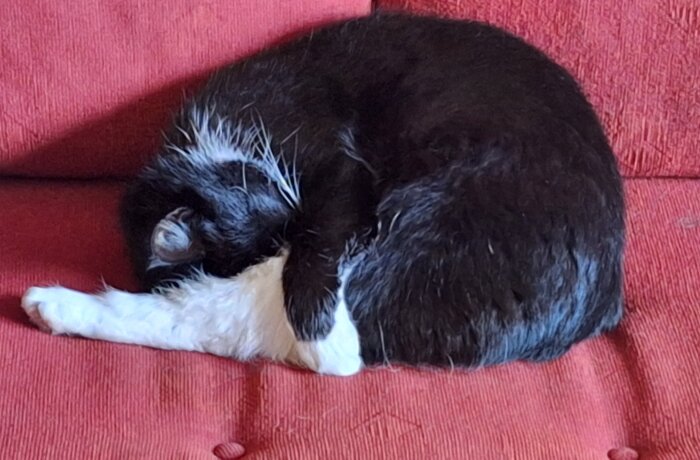 Svart och vit katt sover ihopkrupen på röd soffa.