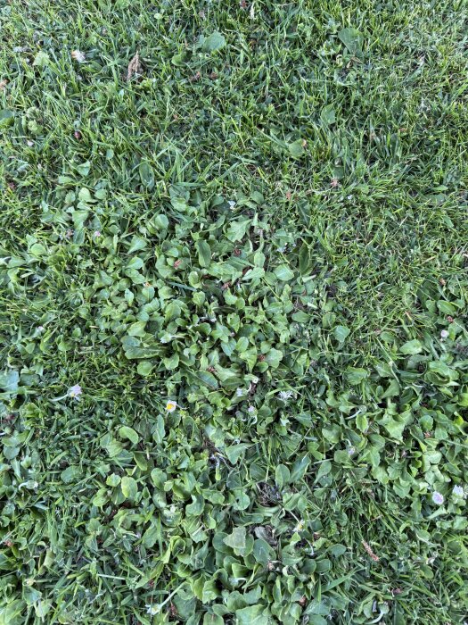 Ogräs på en gräsmatta, med breda gröna blad, möjligen maskrosor eller liknande, spridda över gräset.