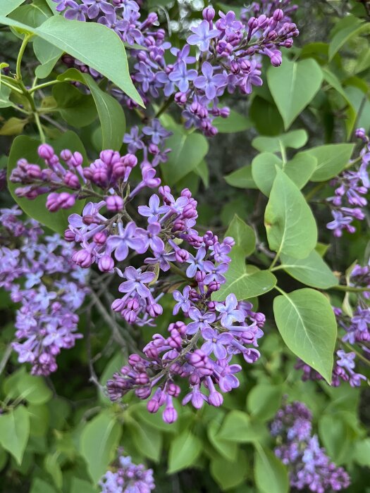 Lila syrener på en buske med gröna blad.