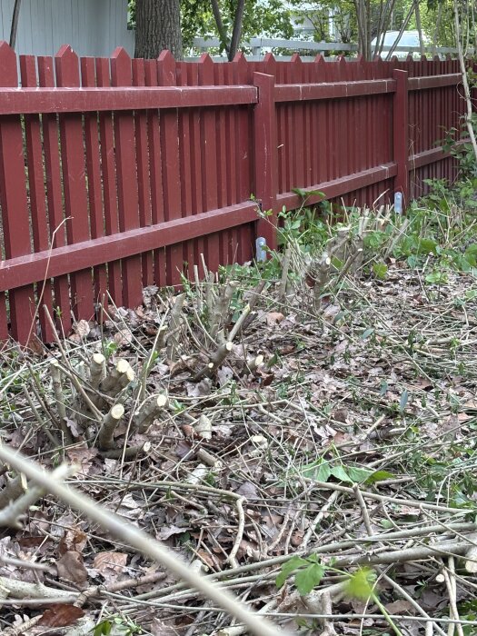 Nedklippta buskar framför ett rött trästaket.