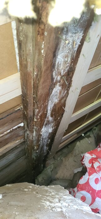 Fuktangripen och rötskadad bärande träbjälke i torpargrund, med svåra skador synliga.