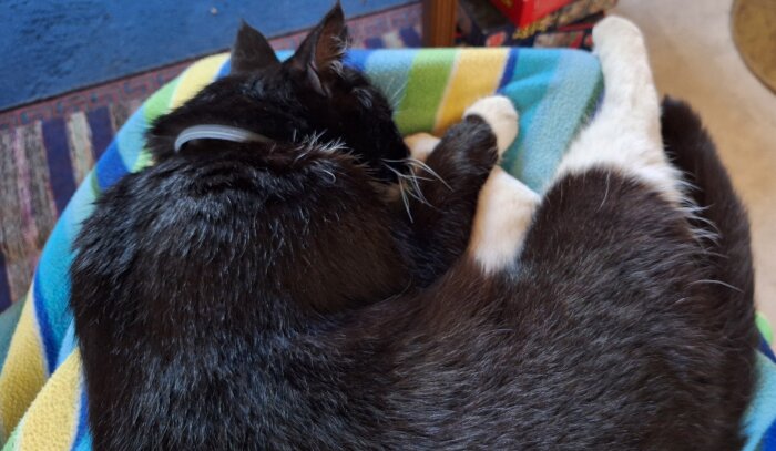 En svartvit katt sover på en färgglad filt.