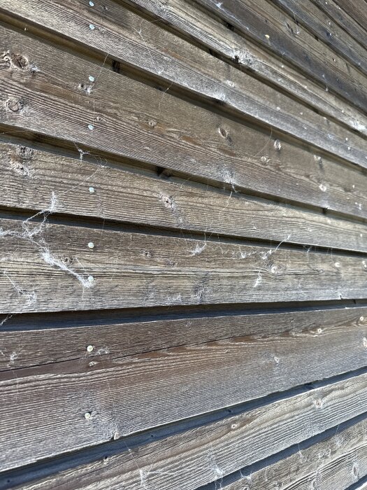 Vägg med horisontella träpaneler, spindelväv och skruvar synliga. Fråga om en bräda i mitten kan tas bort.